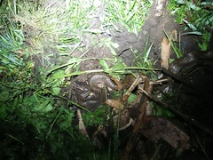 Coelognathus flavolineatus