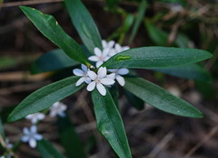 Philotheca myoporoides