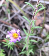 Olearia ciliata