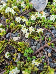 Pimelea microphylla