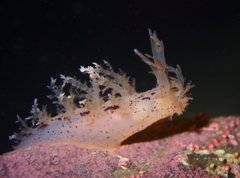 Dendronotus