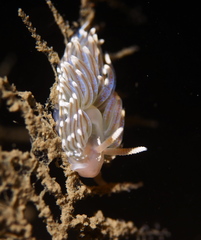 Facelina auriculata