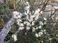Hakea mitchellii