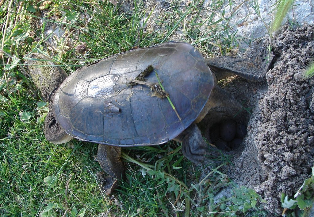 Southwestern snake-necked turtle (Bollygum Dell Biodiversity) · iNaturalist