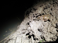 Fejervarya iskandari