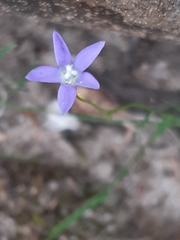 Wahlenbergia gracilenta
