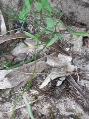Wahlenbergia gracilenta