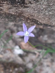 Wahlenbergia gracilenta