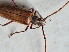 Ochrocydus huttoni