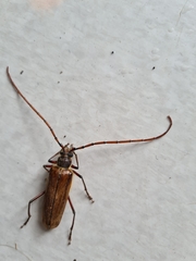 Ochrocydus huttoni