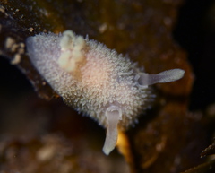 Acanthodoris pilosa