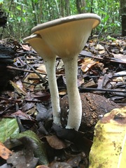 Pleurotus tuber-regium