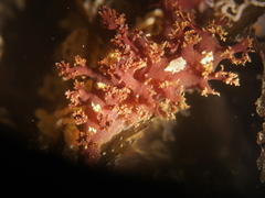Dendronotus lacteus