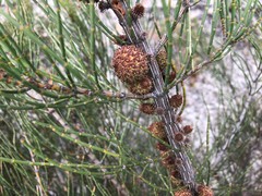 Allocasuarina mackliniana