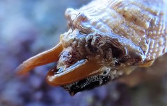 Amblychilepas oblonga