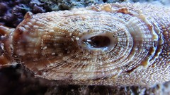 Amblychilepas oblonga