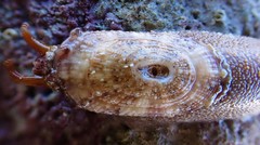 Amblychilepas oblonga