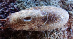Amblychilepas oblonga