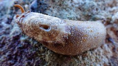 Amblychilepas oblonga