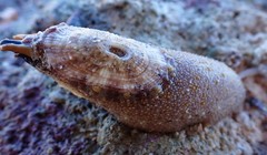 Amblychilepas oblonga