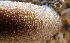 Amblychilepas oblonga