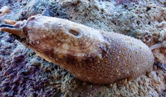 Amblychilepas oblonga
