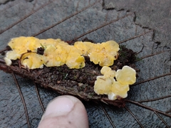 Dacrymyces corticioides