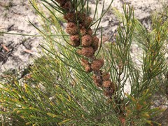 Allocasuarina mackliniana
