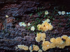 Dacrymyces corticioides