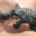 Southwestern Snake-necked Turtle - Photo (c) Loxley Fedec, some rights reserved (CC BY-NC), uploaded by Loxley Fedec