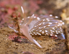 Facelina auriculata