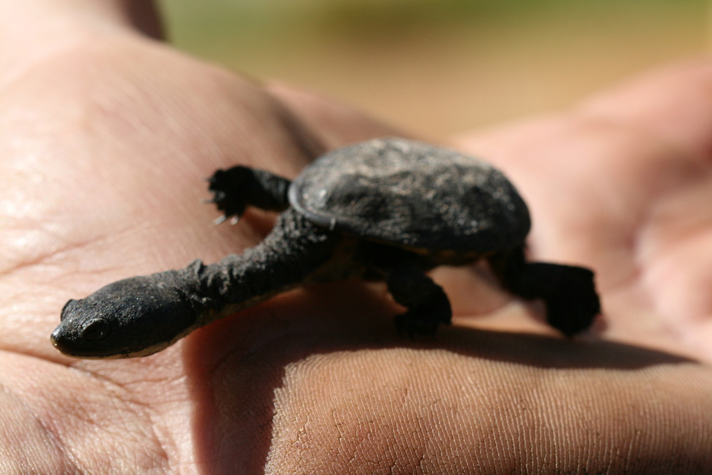 Southwestern Snake Necked Turtle Bollygum Dell Biodiversity · Inaturalist