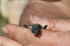 Chelodina oblonga