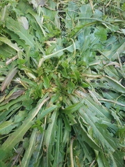 Leontodon saxatilis saxatilis