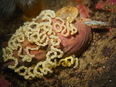 Dendronotus lacteus