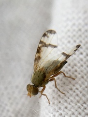 Sphenella marginata