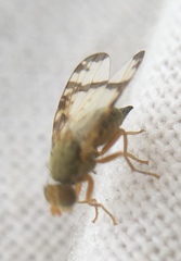 Sphenella marginata