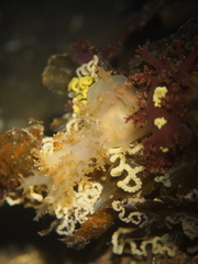 Dendronotus lacteus
