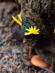 Calocera furcata