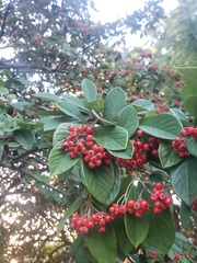 Cotoneaster glaucophyllus