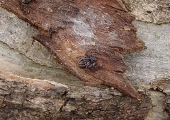 Tharpyna campestrata