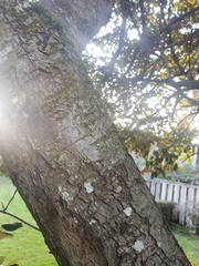 Cotoneaster glaucophyllus