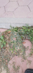 Ziziphus spina-christi