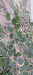 Ziziphus spina-christi