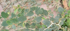Ziziphus spina-christi