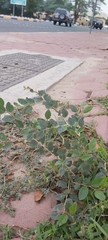 Ziziphus spina-christi