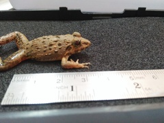 Fejervarya iskandari