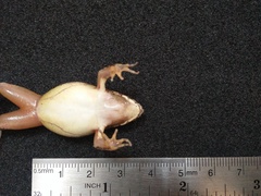 Fejervarya iskandari