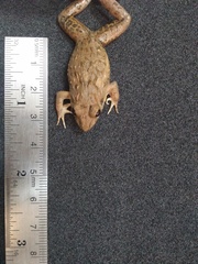 Fejervarya iskandari