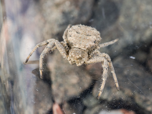 Leaflitter Crab Spiders